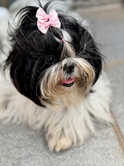 shih tzu dog