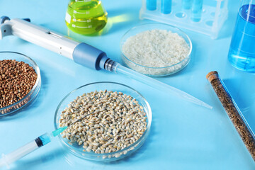 GMO concept. Petri dishes with cereal grains, syringe, micropipette and laboratory glassware on...