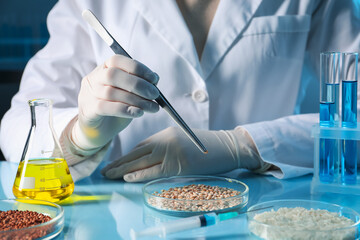 GMO concept. Scientist holding tweezers over petri dish with wheat grains at table in laboratory,...