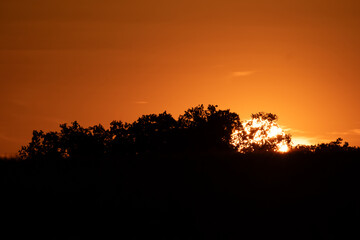 Golden wheat field glows under a dramatic sunset. Amber stalks silhouette against the fiery horizon where sun descends in a blaze of orange and pink, painting both sky and crops in warm light.