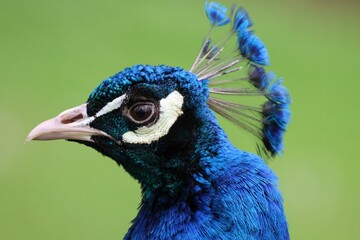 Naklejka premium Close-up of a vibrant blue peacock (Pavo cristatus) with lush green blurred background