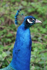 Obraz premium Close-up of a vibrant blue peacock (Pavo cristatus) with lush green blurred background