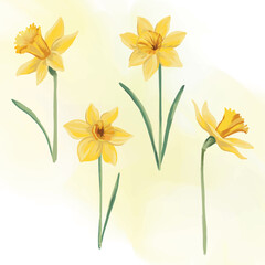 Spring yellow daffodil flowers Seasonal plants painting
