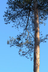 European Pine Pinus conifer tree in a forest against bright blue sky, natural woodland background