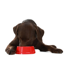 Cute dog eating dry pet food from feeding bowl on white background
