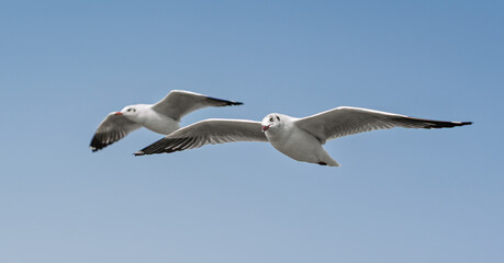 Serene Beach Scene with Seagulls Flying Above the Shore