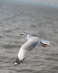 Seagulls Taking Flight Over the Sea – Dynamic Motion Capture