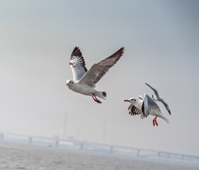 Seagulls in Flight Over the Ocean – A Stunning Coastal View