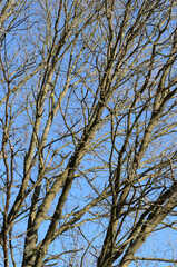Tree trunk with bare branches and twigs in an european forest against blue sky on a sunny day, natural trees woodland landscape background