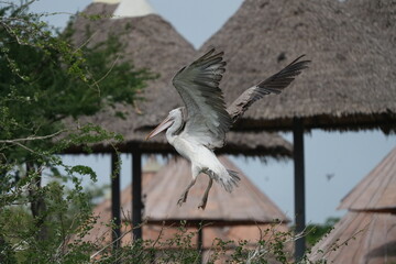 Pelican bird in the wild at the Bangkok Open Zoo, Thailand.