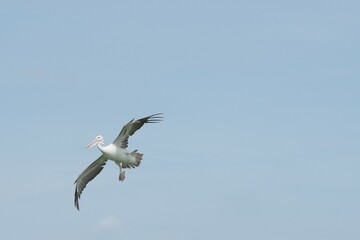 Pelican bird in the wild at the Bangkok Open Zoo, Thailand.