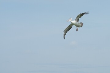Pelican bird in the wild at the Bangkok Open Zoo, Thailand.