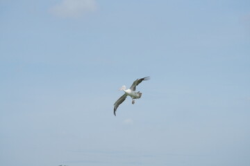 Pelican bird in the wild at the Bangkok Open Zoo, Thailand.
