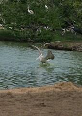 Pelican bird in the wild at the Bangkok Open Zoo, Thailand.