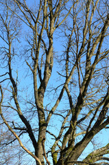 Tree trunk with bare branches and twigs in an european forest against blue sky on a sunny day, natural trees woodland landscape background