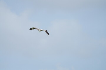 Pelican bird in the wild at the Bangkok Open Zoo, Thailand.