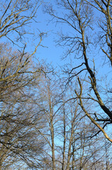 Tree trunk with bare branches and twigs in an european forest against blue sky on a sunny day, natural trees woodland landscape background