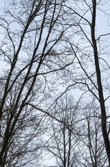 Tree silhouette with bare branches and twigs in a forest against bright sky during winter season, vertical natural abstract trees woodland background