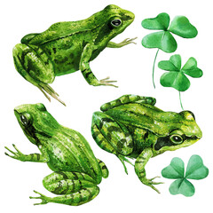 Green frogs, lucky clover leaves. Realistic wildlife forest nature, hand-painted botanical watercolor illustration