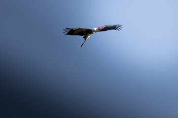 Bird in Flight Against Clear Blue Sky