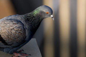 A striking close-up of a pigeon perched on the edge of a structure, illuminated by warm sunlight