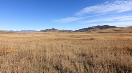 Endless golden fields stretch beneath a vast blue sky, evoking a sense of freedom and tranquility in the open countryside.