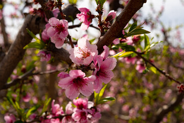 Ramas de melocotonero cubiertas de delicadas flores rosadas y blancas con pétalos iluminados por la luz natural. Cieza, Murcia