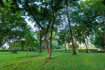 Tropical rainforest green tree meadow grass in city public park sunshine day