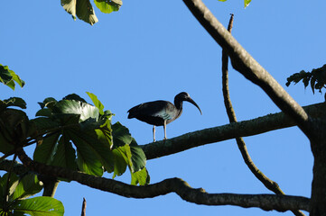 Exotic bird, in Brazil known as CARA&Uacute;NA (PLEGADIS CHIHI) lives on the banks of rivers and lakes...