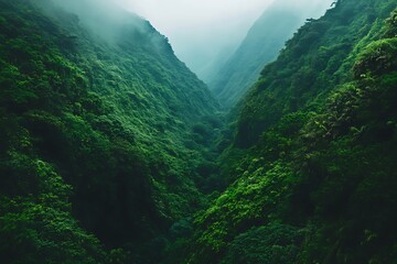 Verdant valley shrouded in mist, a deep gorge cloaked in lush green foliage.
