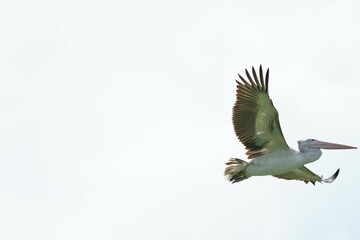 Pelican bird in the wild at the Bangkok Open Zoo, Thailand.
