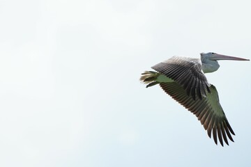 Pelican bird in the wild at the Bangkok Open Zoo, Thailand.