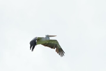 Pelican bird in the wild at the Bangkok Open Zoo, Thailand.