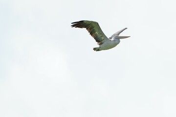 Pelican bird in the wild at the Bangkok Open Zoo, Thailand.
