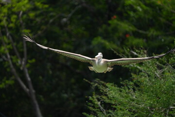 Pelican bird in the wild at the Bangkok Open Zoo, Thailand.
