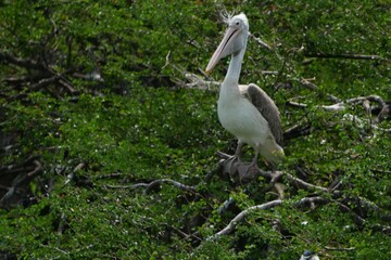 Pelican bird in the wild at the Bangkok Open Zoo, Thailand..