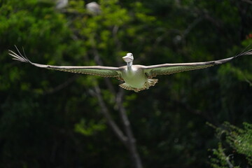 Pelican bird in the wild at the Bangkok Open Zoo, Thailand.