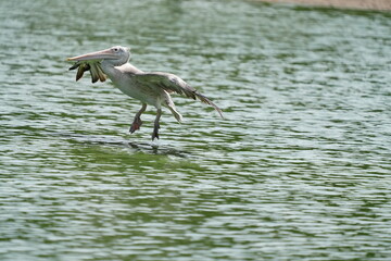 Pelican bird in the wild at the Bangkok Open Zoo, Thailand.