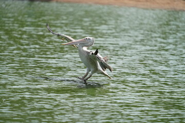 Pelican bird in the wild at the Bangkok Open Zoo, Thailand.