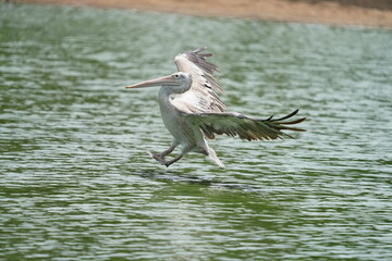 Pelican bird in the wild at the Bangkok Open Zoo, Thailand.