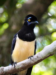 Plush-crested Jay Birds at Iguazu falls in Argentina.