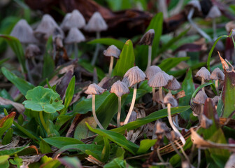 Mushroom forest