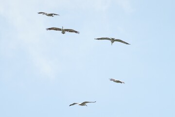 Pelican bird in the wild at the Bangkok Open Zoo, Thailand.