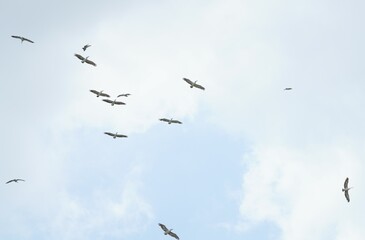 Pelican bird in the wild at the Bangkok Open Zoo, Thailand.