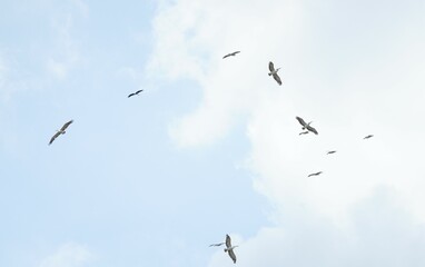 Pelican bird in the wild at the Bangkok Open Zoo, Thailand.