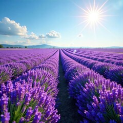 Vast purple lavender expanse, sun-drenched blooms , france, agriculture, violet