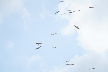 Pelican bird in the wild at the Bangkok Open Zoo, Thailand.