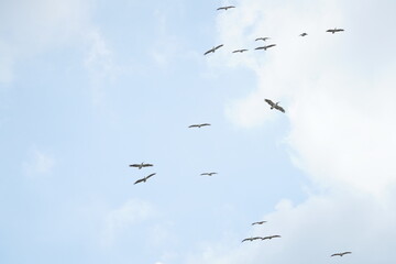 Pelican bird in the wild at the Bangkok Open Zoo, Thailand.
