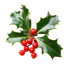sprig of holly. characterized by its glossy green leaves with sharp edges and bright red berries. commonly associated with winter and festive decorations this plant is often used in holiday decor. sym