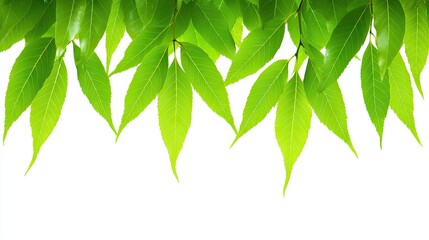Obraz premium Lush green leaves border, nature background, spring foliage, website design